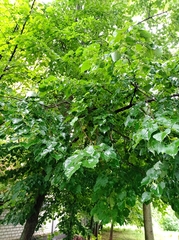 Tilia cordata