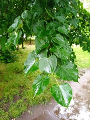 Tilia cordata