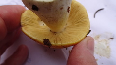 Russula risigallina