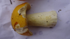 Russula risigallina