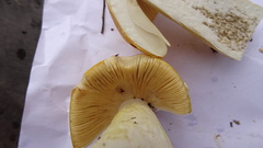 Russula risigallina