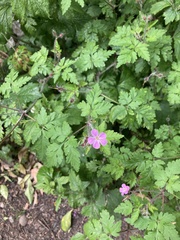 Geranium robertianum