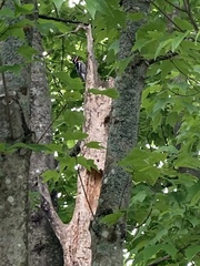 Sphyrapicus varius image