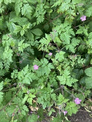 Geranium robertianum