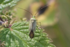 Adelphocoris quadripunctatus