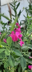 Lathyrus tuberosus
