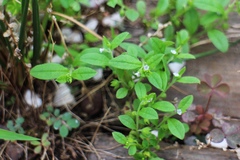 Bothriospermum chinense