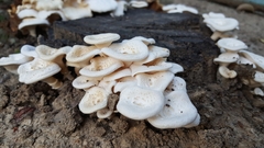Lentinus squarrosulus