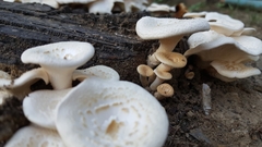 Lentinus squarrosulus