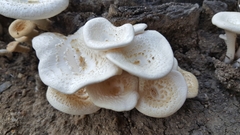 Lentinus squarrosulus