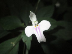Impatiens hochstetteri