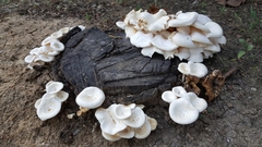 Lentinus squarrosulus