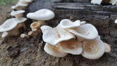 Lentinus squarrosulus