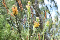 Mimetes pauciflorus