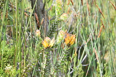 Mimetes pauciflorus