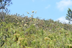 Mimetes pauciflorus