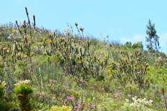 Mimetes pauciflorus