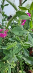 Lathyrus tuberosus
