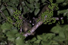 Arctogalidia trivirgata