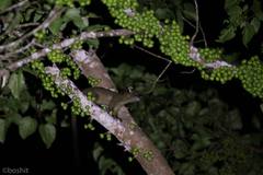 Arctogalidia trivirgata