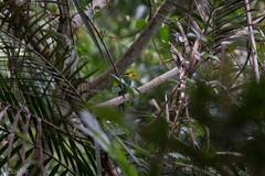 Psarisomus dalhousiae