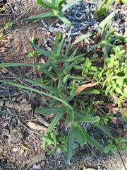 Carpobrotus deliciosus