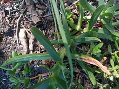 Carpobrotus deliciosus