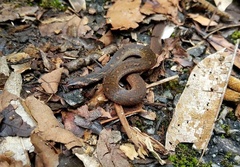 Macrocalamus chanardi