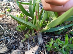 Carpobrotus deliciosus