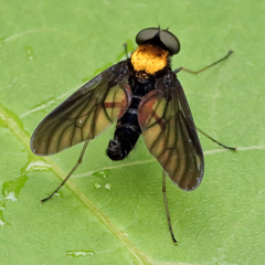 Chrysopilus davisi