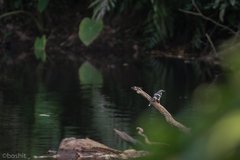 Enicurus schistaceus