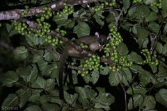 Arctogalidia trivirgata