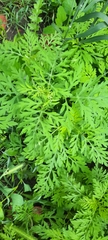 Ambrosia artemisiifolia