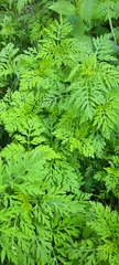 Ambrosia artemisiifolia