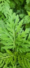 Ambrosia artemisiifolia