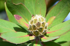 Protea mundii