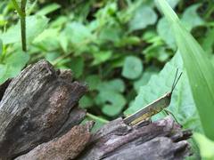 Phlaeoba antennata