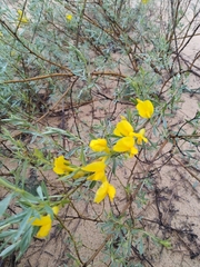 Chamaecytisus borysthenicus