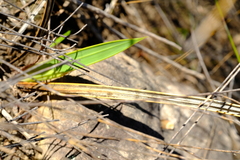 Watsonia vanderspuyae