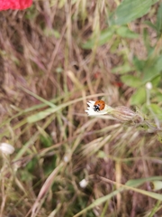 Coccinella septempunctata