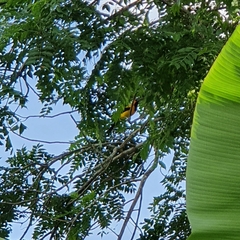 Icterus nigrogularis