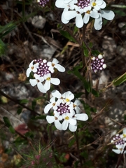 Iberis procumbens