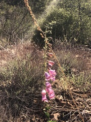Penstemon ophianthus