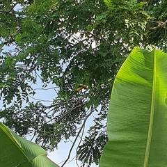 Icterus nigrogularis