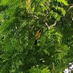 Icterus nigrogularis