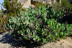 Oscularia comptonii