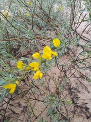 Chamaecytisus borysthenicus