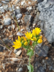 Blackstonia perfoliata