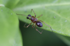 Neottiura bimaculata