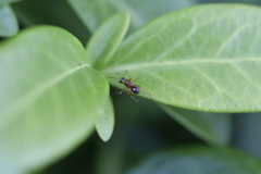 Neottiura bimaculata